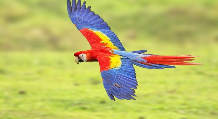 8 Spesies Burung  Nuri  Paling Cantik dan Cerdas Sungguh 