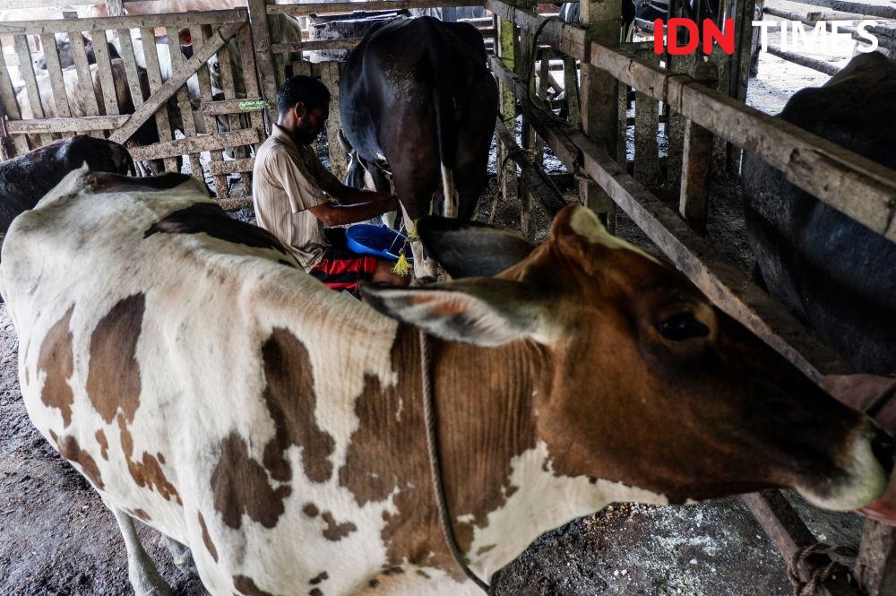Dampak Kenaikan Harga BBM Subsidi Belum Pengaruhi Harga Susu di Jabar