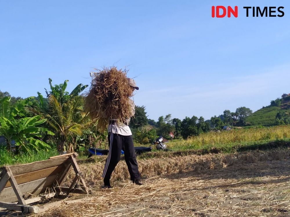 Pandemik Mulai Berdampak ke Pertanian, NTP Petani Banten Merosot Tajam