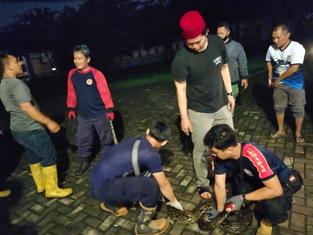 Ular Sanca 6 Meter Ditemukan di Belakang Kantor Kades di Tangerang