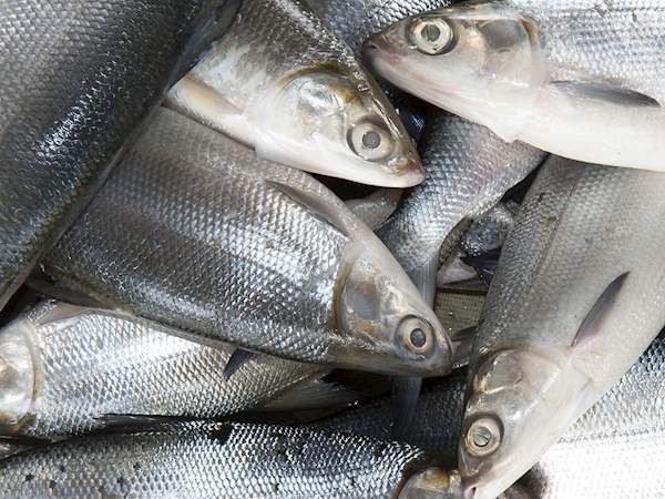 Jelas Untungnya, Produksi Ikan Bandeng di Karawang Jadi Promadona