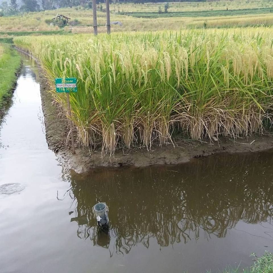 Petani di Jateng Dapat Asuransi Rp6 juta per Hektare Jika Gagal Panen