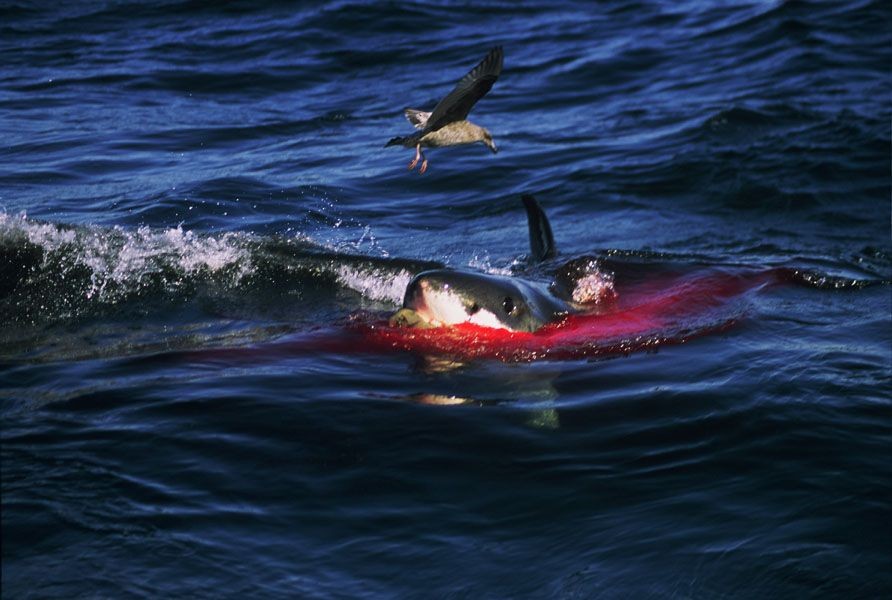 Белая акула против. Касатки нападают на акул. Касатки нападают на дельфинов.