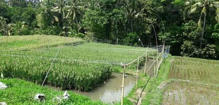 Menteri Pertanian Dorong Mina Padi di Jatiluwih, Warga Terkendala Air