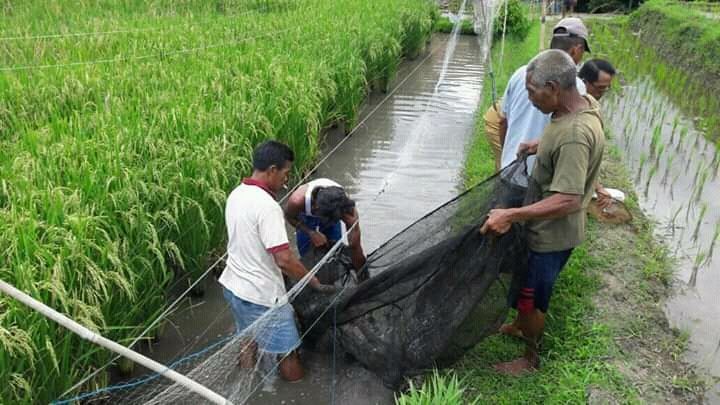Menteri Pertanian Dorong Mina Padi di Jatiluwih, Warga Terkendala Air