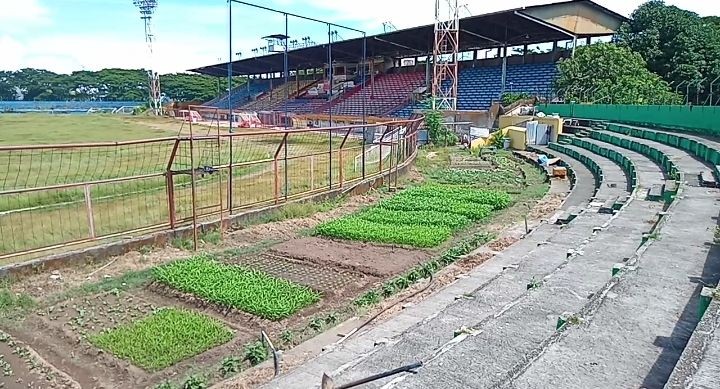 Kebun Sayur di Stadion Mattoanging, Hasil Panen untuk Warga Sekitar