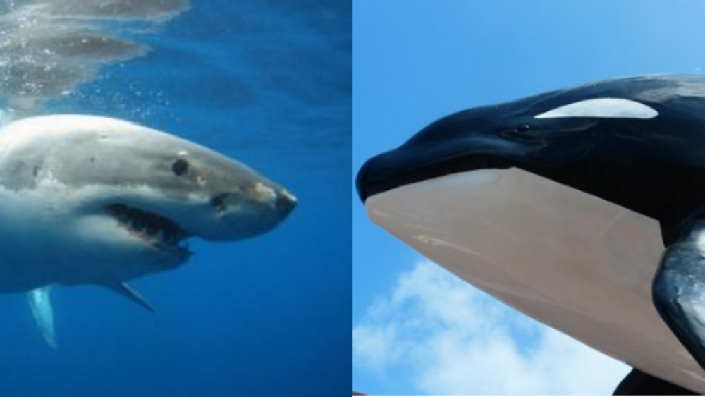 Белая акула против. Косатка. Orca great White Shark. Белая большая акула против. Orca vs Shark.