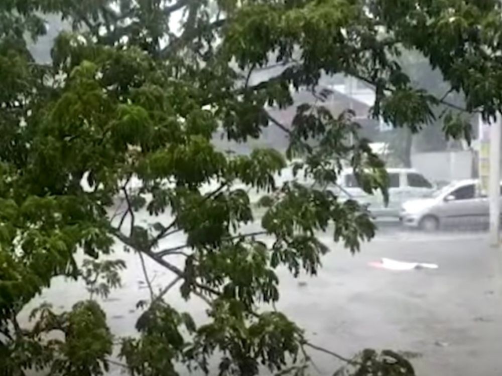 Palembang Hujan Deras, Pohon Tumbang Timpa Rumah Hingga Tutupi Jalan