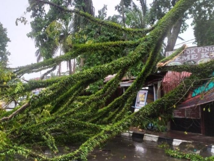 Palembang Hujan Deras, Pohon Tumbang Timpa Rumah Hingga Tutupi Jalan