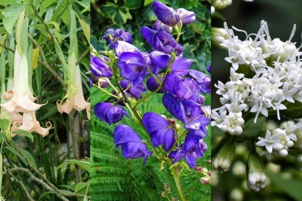 10 Tanaman Cantik yang Justru Berbahaya, Bikin Buta Hingga Kematian