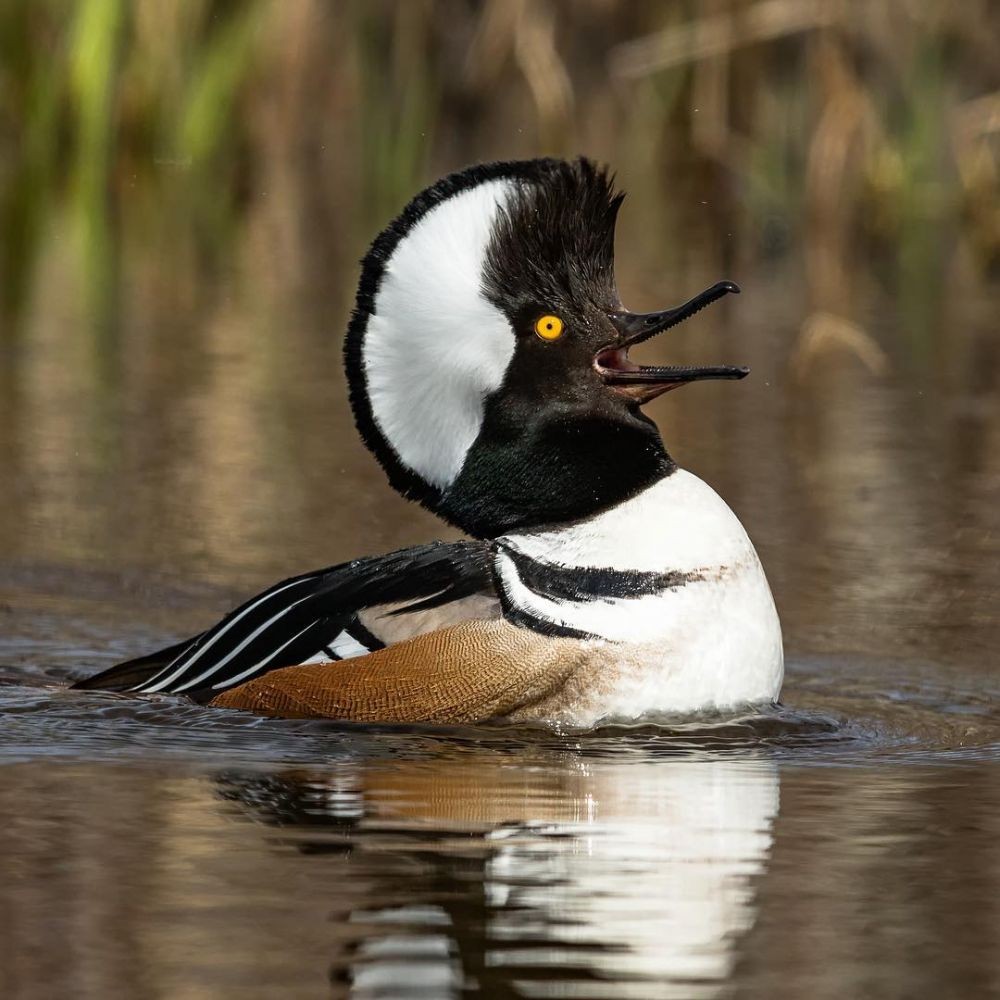 14 Spesies Bebek Liar Paling Menggemaskan Dan Warna Warni