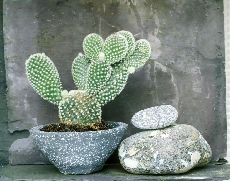 8 Jenis Kaktus Indoor yang Bikin Ruangan Auto Kece, Estetis buat Foto!