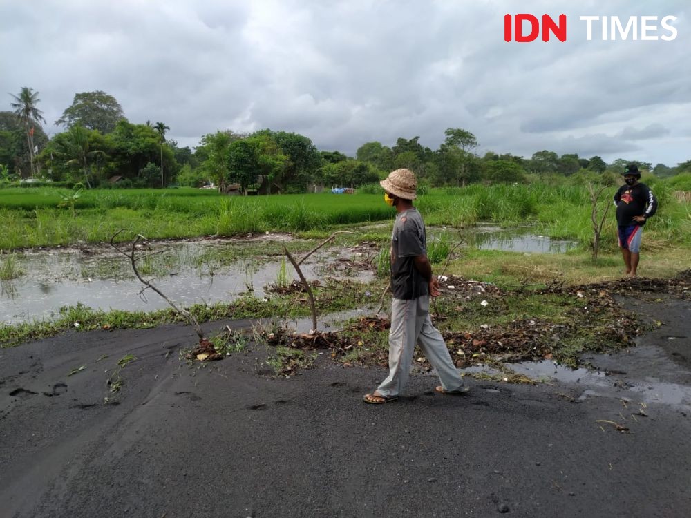 Padi dan Lahan Penggaraman di Klungkung Diterjang Banjir Rob