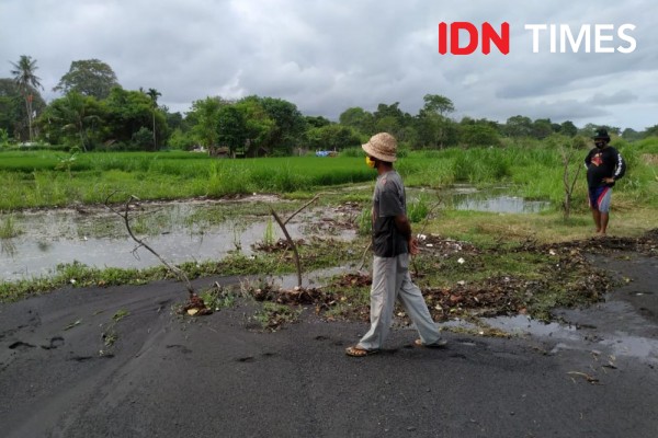 Padi dan Lahan Penggaraman di Klungkung Diterjang Banjir Rob