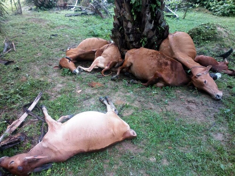Malangnya Syamsudi, 7 Ekor Lembu Miliknya Mati Disambar Petir