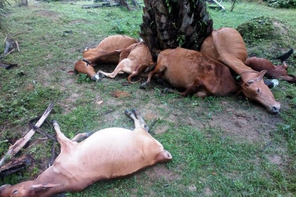Malangnya Syamsudi, 7 Ekor Lembu Miliknya Mati Disambar Petir