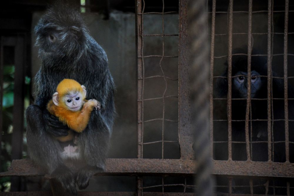 Lutung Teror Warga Semarang, BKSDA: Biasanya Mereka Primata Pemalu  