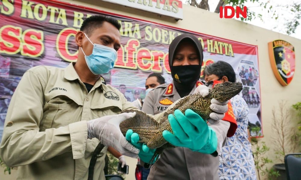 Polisi Bandara Soetta Gagalkan Penyelundupan 153 Reptil Ilegal