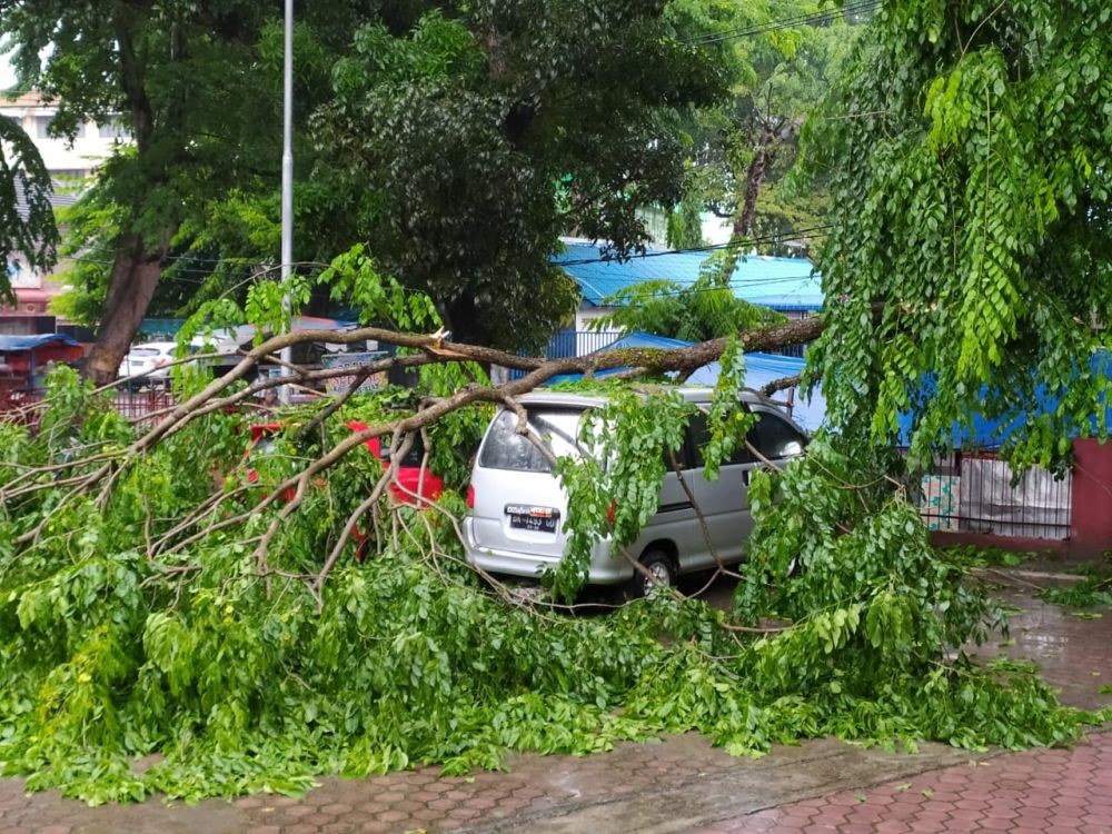 Hujan Deras dan Angin Kencang di Medan, Bahaya Pohon Tumbang!