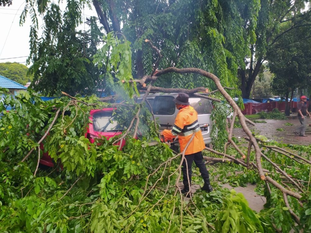 Hujan Deras dan Angin Kencang di Medan, Bahaya Pohon Tumbang!