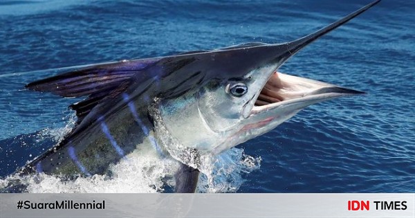 10 hewan laut yang berenang paling cepat, susah ditangkap!