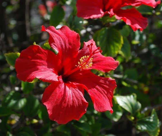 5 Bunga Yang Aman Bagi Penderita Alergi Warnanya Menghipnotis Banget