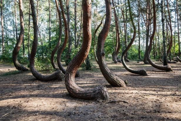 9 Hutan Paling Berbahaya di Dunia yang Sebaiknya Gak Dikunjungi