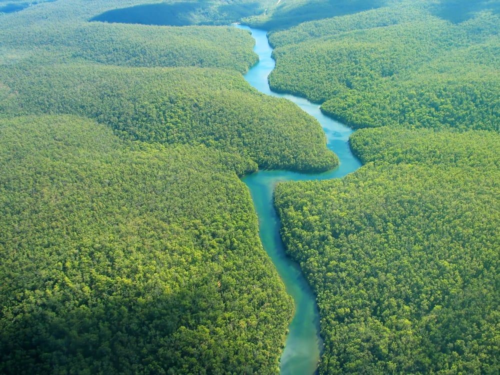 9 Hutan Paling Berbahaya di Dunia yang Sebaiknya Gak Dikunjungi