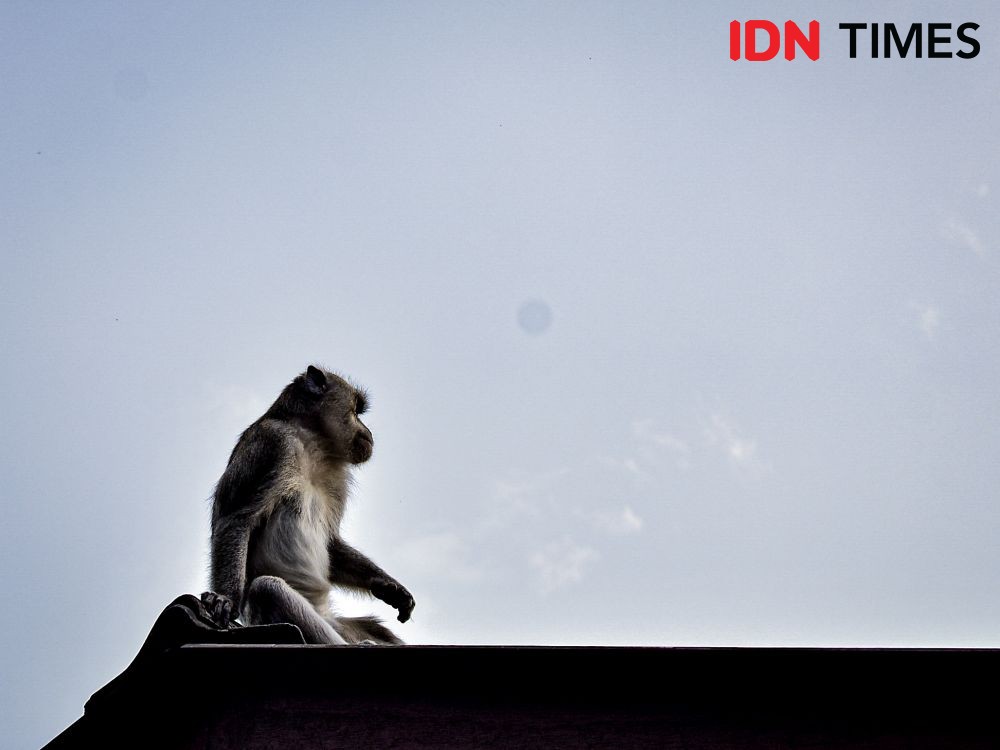 Habitatnya Terusik, Gerombolan Monyet Ekor Panjang Satroni Rumah Warga