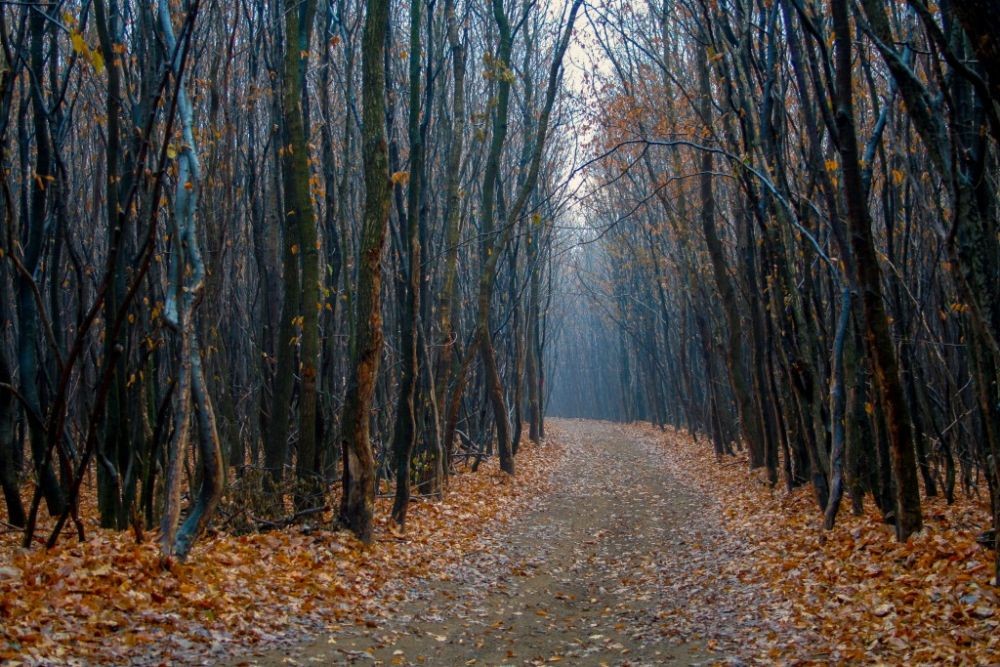 9 Hutan Paling Berbahaya di Dunia yang Sebaiknya Gak Dikunjungi