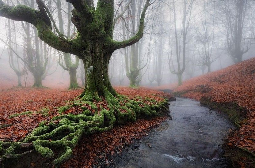 9 Hutan Paling Berbahaya di Dunia yang Sebaiknya Gak Dikunjungi