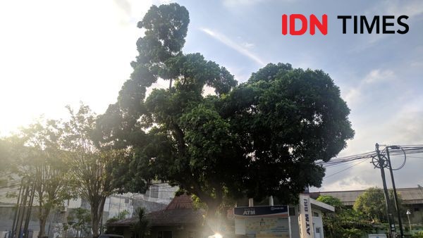 Heboh Pohon Berbentuk Ayam di Yogyakarta, Begini Faktanya