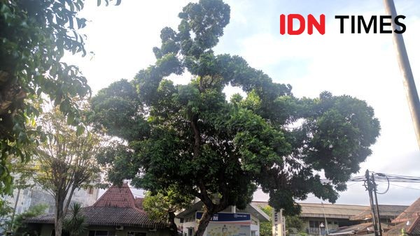 Heboh Pohon Berbentuk Ayam di Yogyakarta, Begini Faktanya