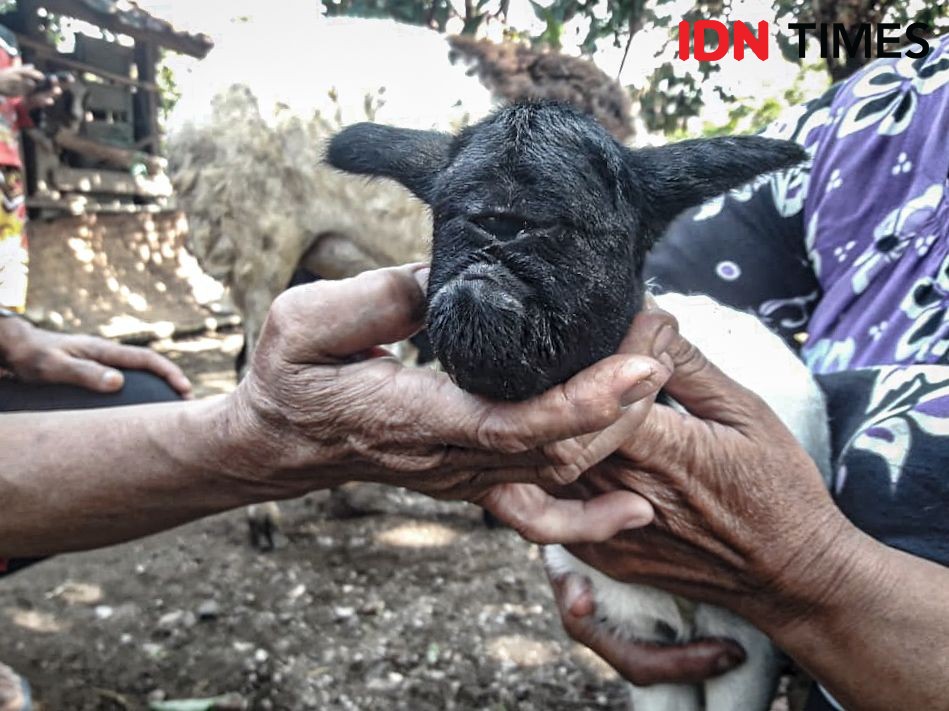 Manusia Lahir Mata Satu / Jelaskan maksud pernyataan seni sebagai