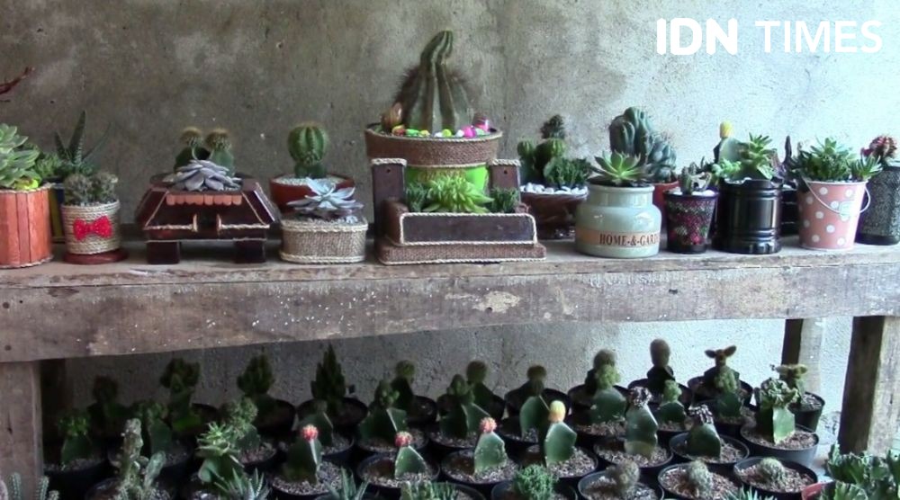 Sulap Limbah Jadi Rumah Kaktus, Pria Palembang Hasilkan Pundi Uang