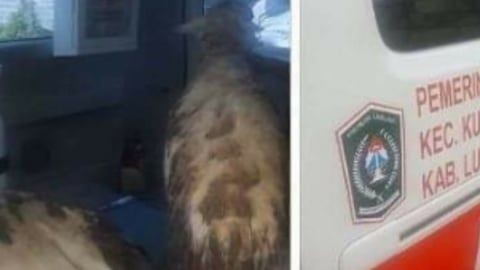 Mobil Ambulans di Lumajang Bawa Kambing, Wakil Bupati: Memalukan