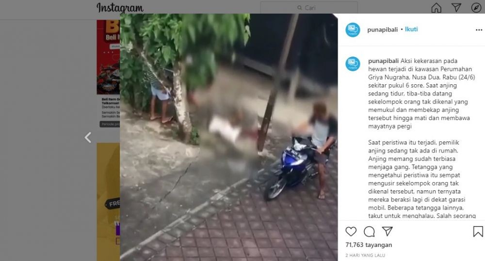 Heboh Anjing Dipukul Pakai Kayu Balok di Bali