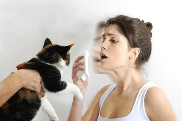 10 Ras Kucing Terbaik yang Cocok Dipelihara Orang dengan Alergi Bulu