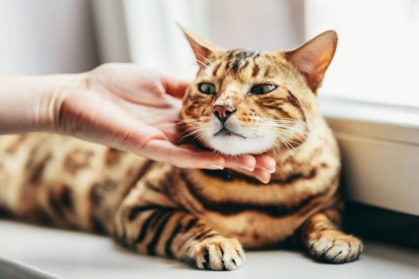 Mau Pelihara Kucing Tapi Alergi Bulu? Coba 10 Ras Ini