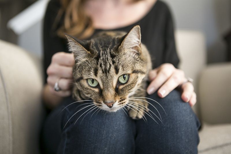 Mengenal Feline Panleukopenia, Penyakit Ganas yang Menyerang Kucing