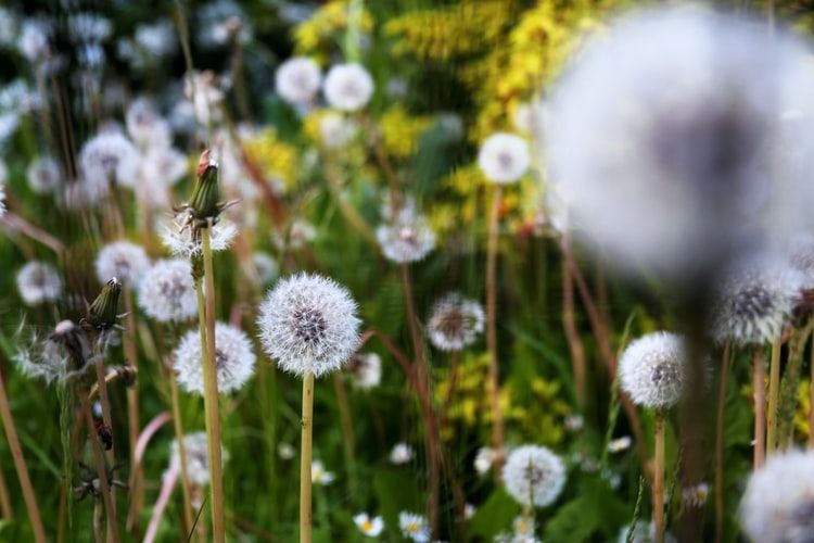 Ternyata Mengandung Nutrisi Tinggi, 10 Bunga Ini Aman Dikonsumsi