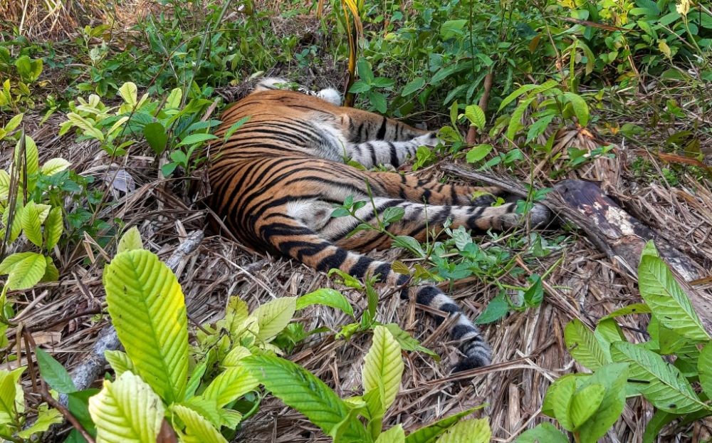 Diduga Kena Jerat Babi, Tiga Harimau Sumatra Ditemukan Mati