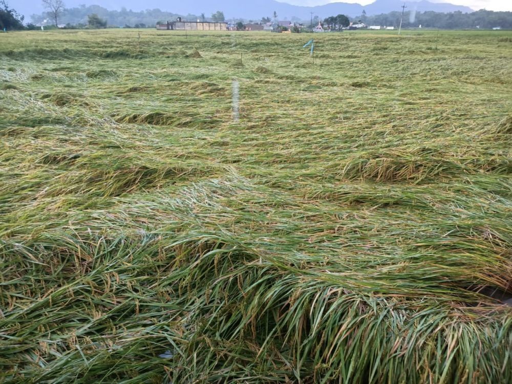 Puluhan Rumah Rusak Akibat Puting Beliung di Toba, 1 Orang Tewas