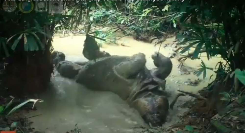 World Rhino Day, Bagaimana Kondisi Badak Jawa di Ujung Kulon?