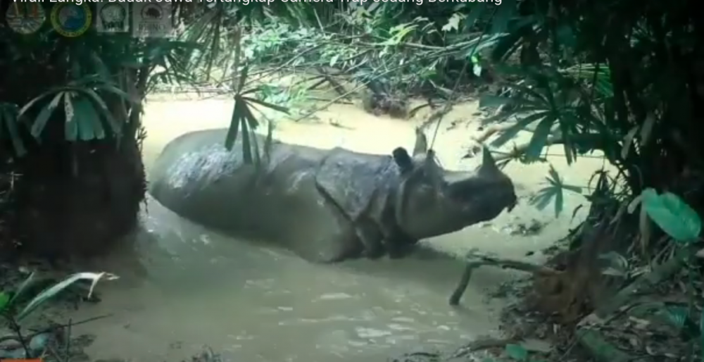 [VIDEO] Langka, Badak Jawa Tertangkap Kamera Sedang Mandi Lumpur