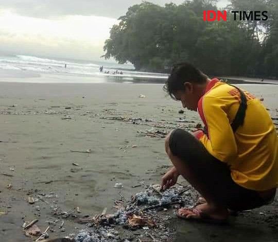 Ubur-ubur Biru Menyerang Sejumlah Wisatawan di Pantai Batukaras 