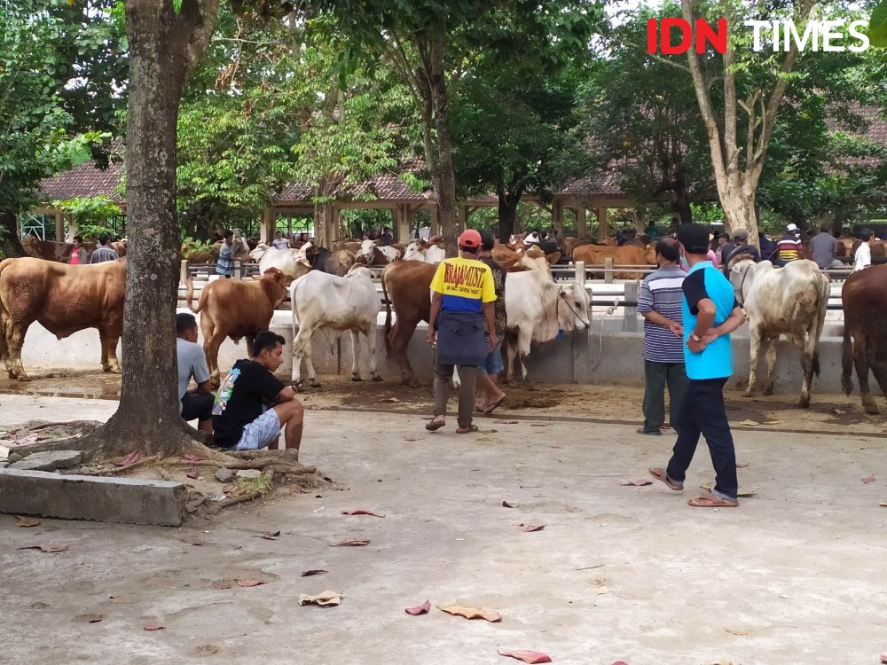 Antisipasi Cacing Hati, Pembeli Hewan Kurban Perlu Tanyakan SKKH