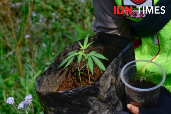 Baru Dipanen, Satu Hektare Kebun Ganja Ditemukan di Bandung