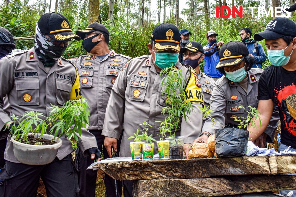 Baru Dipanen, Satu Hektare Kebun Ganja Ditemukan di Bandung