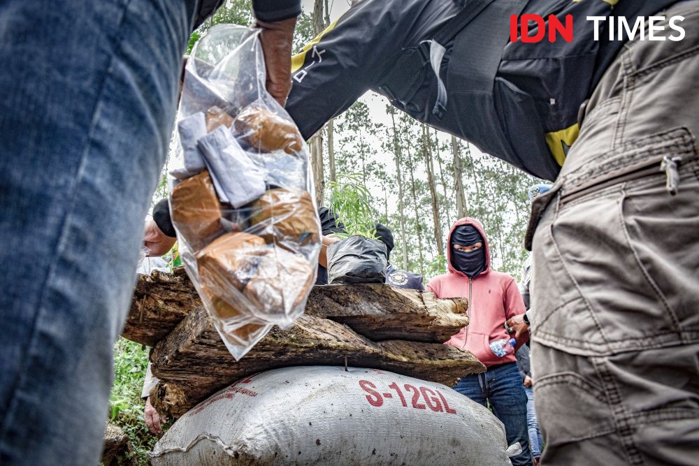 Diringkus Polisi, Petani Ganja di Bandung Raup Rp240 Juta Sekali Panen